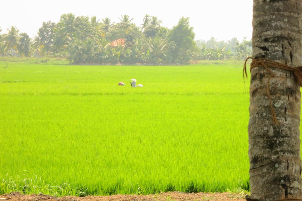 Marari Secret Beach Yoga Homestay Mararikulam Buitenkant foto